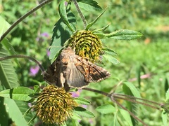 Argyrogramma verruca
