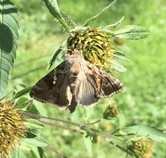 Argyrogramma verruca