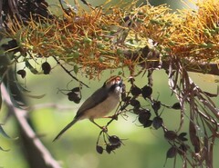 Aegithalos concinnus