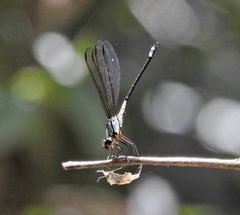 Diphlebia euphoeoides