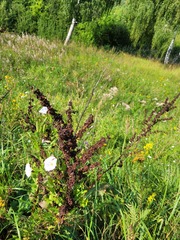 Rumex confertus