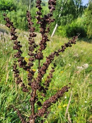 Rumex confertus
