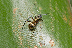Polyrhachis rufifemur