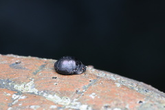 Calacta lugubris
