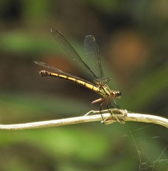 Diphlebia euphoeoides