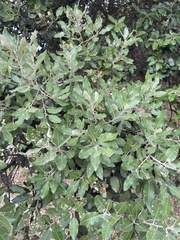 Quercus ilex