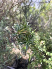 Cliffortia