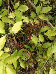Sambucus nigra