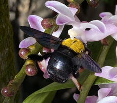 Xylocopa aestuans
