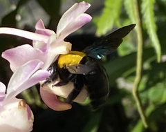 Xylocopa aestuans