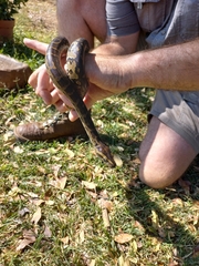 Python natalensis