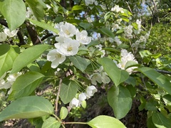 Malus mandshurica