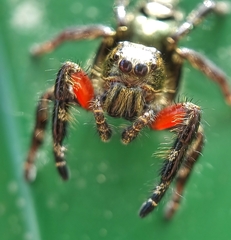 Hyllus diardi
