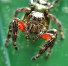 Hyllus diardi