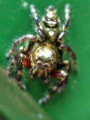 Hyllus diardi
