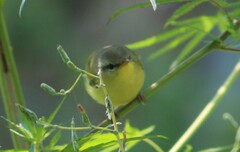 Phylloscopus xanthoschistos