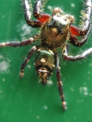 Hyllus diardi