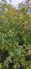 Crataegus germanica