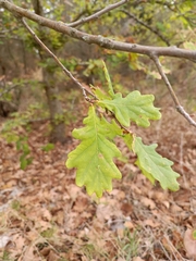 Quercus