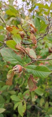 Crataegus germanica