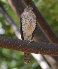 Accipiter badius