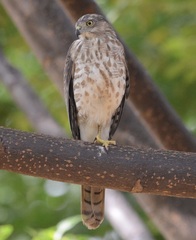 Accipiter badius