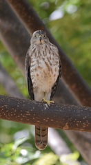Accipiter badius