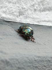 Chrysolina americana