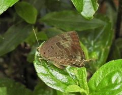 Arhopala madytus