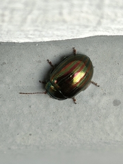 Chrysolina americana