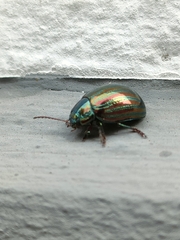 Chrysolina americana