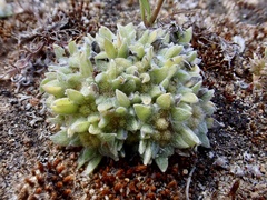 Chthonocephalus pseudevax