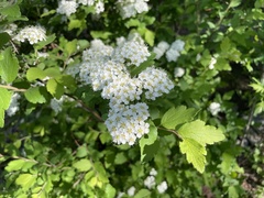 Spiraea ouensanensis