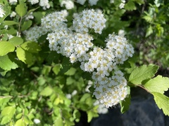 Spiraea ouensanensis