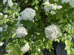 Spiraea ouensanensis