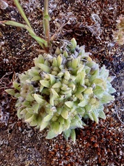 Chthonocephalus pseudevax