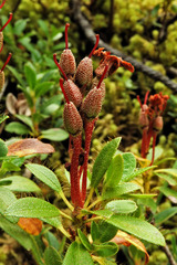 Rhododendron hirsutum