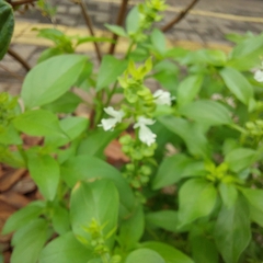 Ocimum basilicum