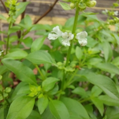 Ocimum basilicum