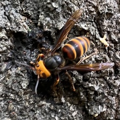 Vespa analis insularis