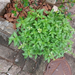 Ocimum basilicum