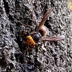 Vespa analis insularis