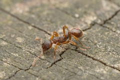 Myrmica kotokui