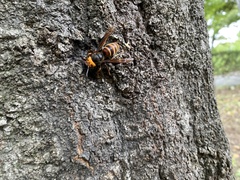 Vespa analis insularis