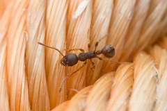 Myrmica kotokui