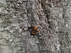 Vespa analis insularis