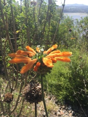 Leonotis ocymifolia