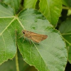 Borbo cinnara