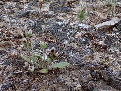 Plantago drummondii