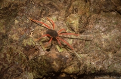 Eriorhynchus